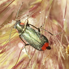 Clanoptilus assimilis