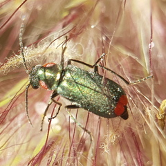 Clanoptilus assimilis