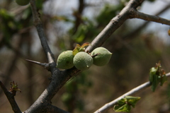 Commiphora glandulosa