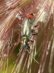 Clanoptilus assimilis