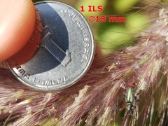 Clanoptilus assimilis