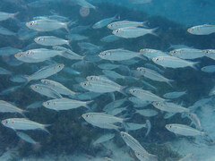 Redear Herring photo 4