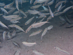 Redear Herring photo 3