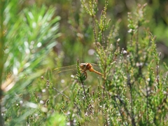 Orthetrum coerulescens
