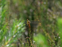 Orthetrum coerulescens