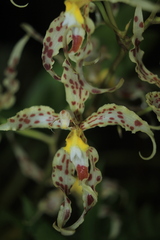 Oncidium gloriosum
