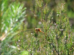 Orthetrum coerulescens