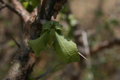 Commiphora glandulosa