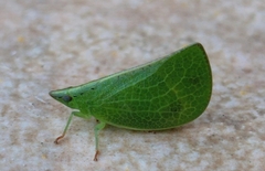 Parathisciini