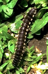 Aphelidesmidae