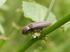 Elateridae