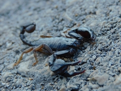 Euscorpius italicus