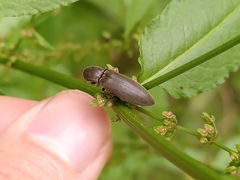 Elateridae