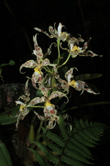 Oncidium gloriosum