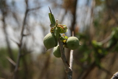 Commiphora glandulosa
