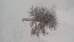 Xanthisma restiforme