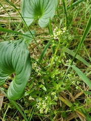 Cochlearia groenlandica