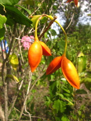 Tabernaemontana alternifolia