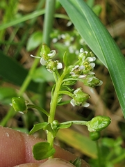 Cochlearia groenlandica