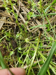 Cochlearia groenlandica