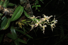 Oncidium gloriosum