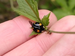 Harmonia axyridis
