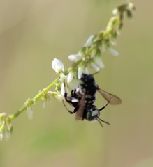 Anthidium