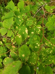 Exobasidium maculosum