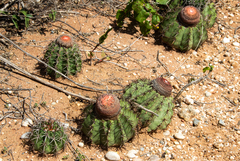Melocactus zehntneri