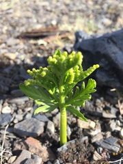 Botrychium lanceolatum