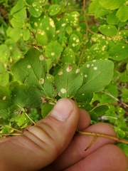 Exobasidium maculosum