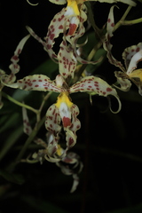 Oncidium gloriosum