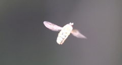 Syrphus opinator