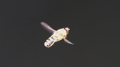 Syrphus opinator