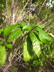 Tabernaemontana alternifolia