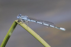 Enallagma doubledayi