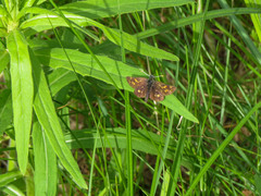 Carterocephalus