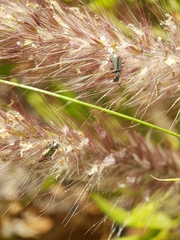 Clanoptilus assimilis