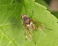 Chrysopilus proximus