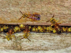 Agelaia melanopyga image