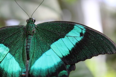 Papilio palinurus