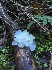 Tremella fuciformis image