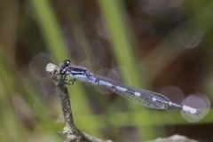 Enallagma recurvatum