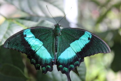 Papilio palinurus