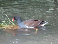 Gallinula chloropus