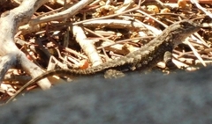 Sceloporus occidentalis