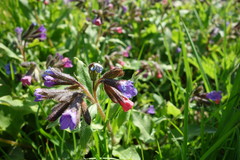 Pulmonaria officinalis