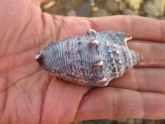 Euprotomus aurisdianae