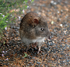 Potorous tridactylus