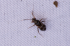 Pilophorus perplexus